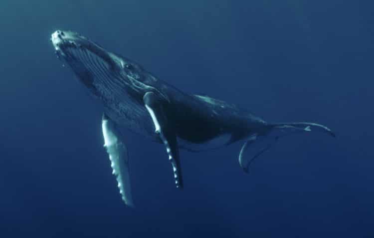 BAWAG P.S.K. »Frei«